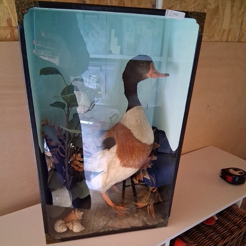 Taxidermy shelduck case - shelduck, in