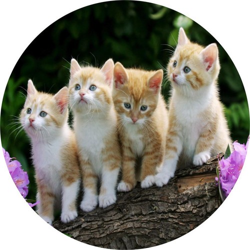 Curious kittens car - kittens, disc