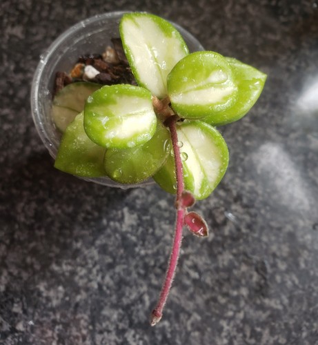 Hoya mathilde variegated whole - hoya,