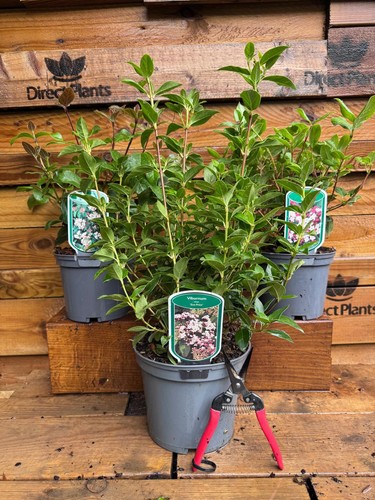 Large viburnum tinus hedging - large,