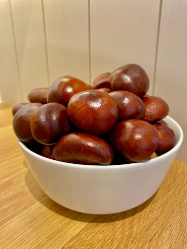 Conkers horse chestnut - ,