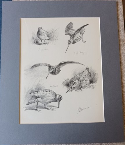 Woodcock snipe pencil sketch - woodcock,