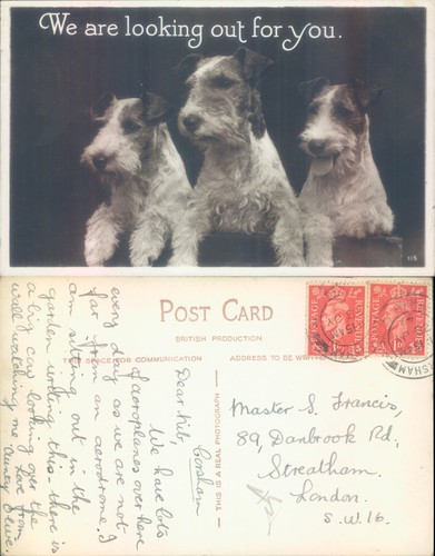Three wire fox terrier dogs