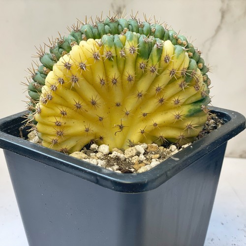 Cereus pachanoi cristata - pachanoi,