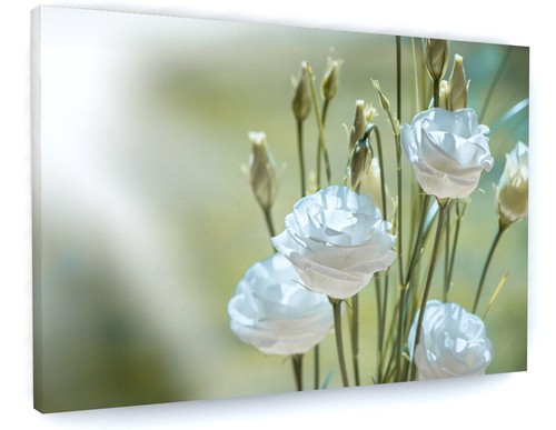 Stunning white carnation - stunning,