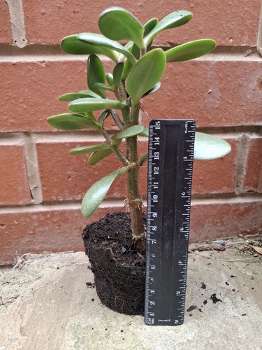 Jade money plant - 15+cm, trees