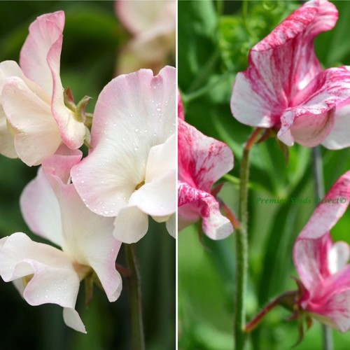 Sweet pea plug plants - sweet, 10