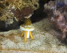 Reef-Safe Coral Frag Plug