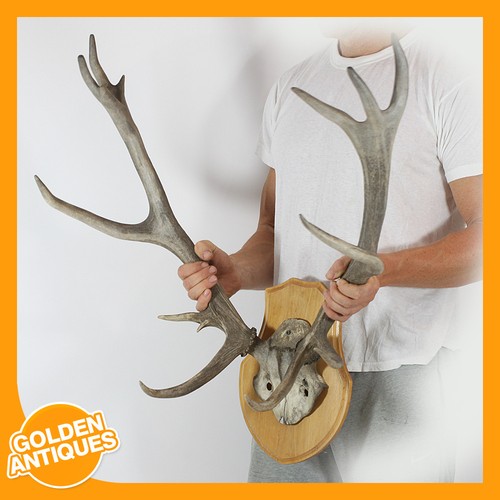 Large red deer stag skull - large,