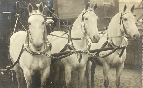 Rppc white horses - horses, that