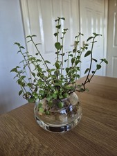 Rooted Turtle Vine / Creeping