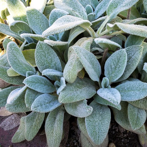 Stachys byzanita lambs ears - stachys,
