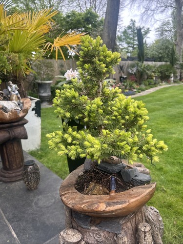Pine bonsai wooden - bonsai, in