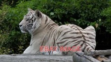 PHOTO  WHITE TIGER AT PARADISE
