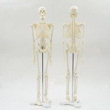 Human anatomical skeleton - human,