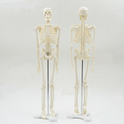 Human anatomical skeleton - anatomical,