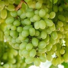 DELIGHT SEEDLESS GRAPE VINE- 3