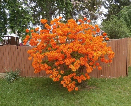 Orange azalea plant hardy - azalea,
