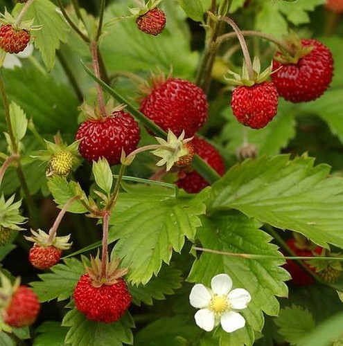Alpine strawberry seeds - alpine,