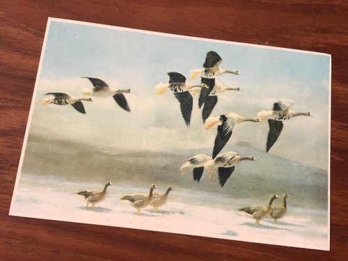 Single vintage blank postcard - blank,