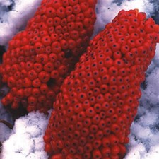 Arisaema Consanguineum 'Himalayan Cobra Lily' Seeds
