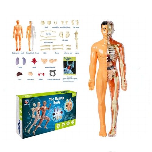 Human body torso - 3d,