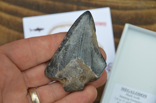 Wow genuine megalodon shark - genuine,