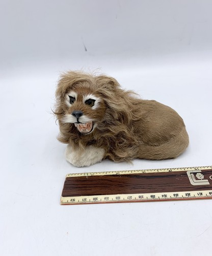 Antique rare small taxidermy - rare,