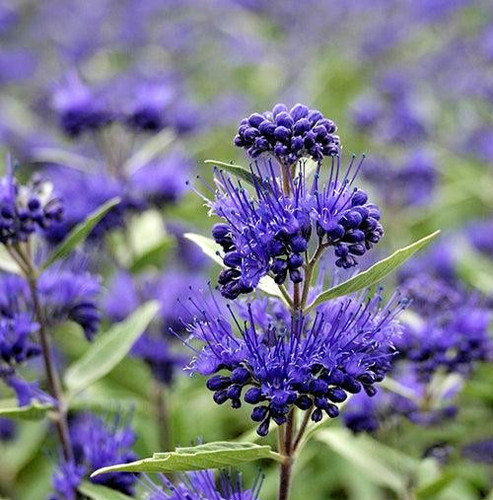 Caryopteris dark knight - caryopteris,