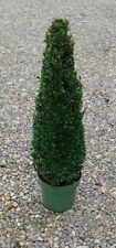 Buxus sempervirens (Common Box) cone 60cm tall by 20cm wide at base