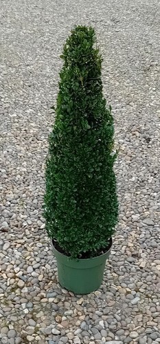 Buxus sempervirens common - buxus,