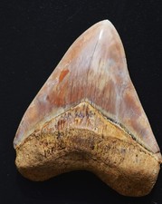 ? STUNNING 5.2+" MEGALODON SHARK TOOTH, BIGGEST UK STOCK, GR8 VALUE?? R26
