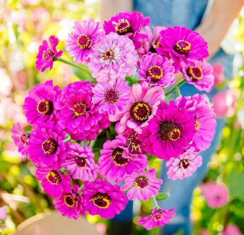 Dream dahlia zinnia seeds - dream,