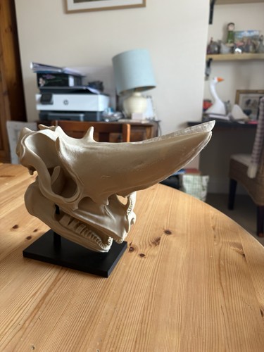 Arsinoitherium skull stand - arsinoitherium,