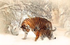 Tiger & Cub Snow Wild Animal