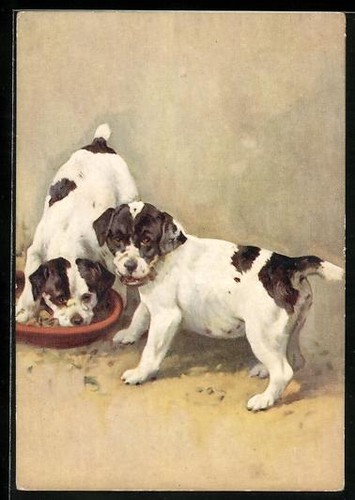 Smooth fox terrier - smooth, dogs