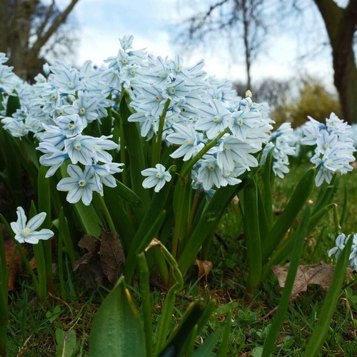 Russian snowdrop plants - snowdrop,