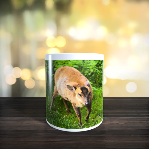 Muntjac - (muntiacus, reevesi)