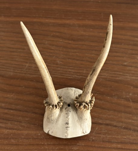 Natural roe deer antlers for - natural,