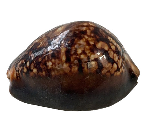 Large tiger cowrie seashell - large,