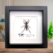 Framed shiny longhorn katydid