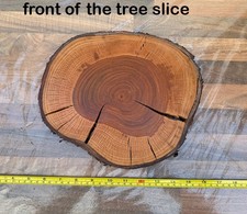 26cm Wide Natural Wood Log