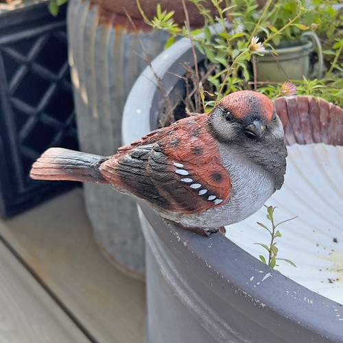 Sparrow bird garden - sparrow,