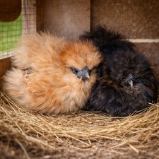 4+ Silkie Hatching Eggs -