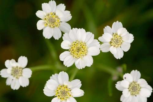 Sneezewort achillea ptarmica - -,