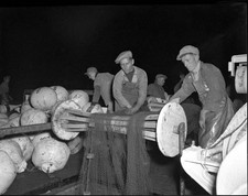 Herring fishing the north - herring,