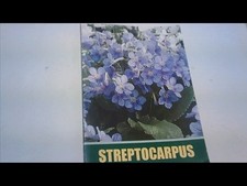 Streptocarpus by Rex Dibley -