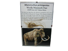 Pleistocene ice age woolly Mammoth hair fossil not ivory larger display