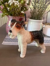 LARGE Rare Wire Haired FOX