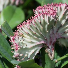 Euphorbia lactea Cristata Coral Cactus in 10cm Pot - Colourful Rare Indoor Plant